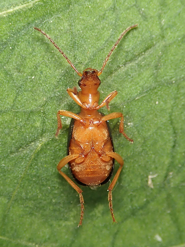 Carabidae: Brachinus elegans o B. psophia